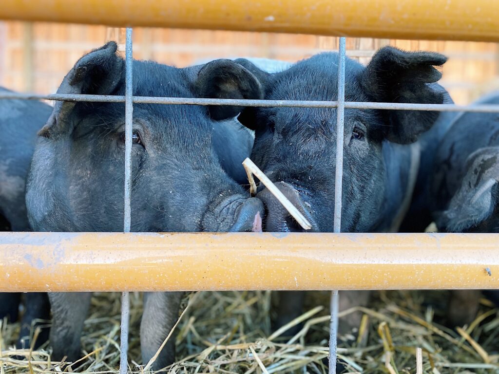 Nettle Valley Farm Pigs